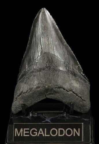 Fossil Megalodon Tooth - Visible Serrations #60495